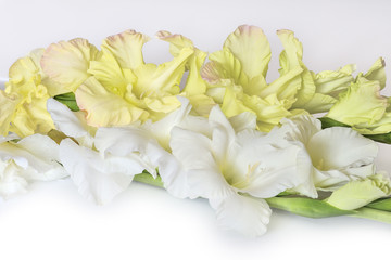 Obraz premium Gentle white and yellow gladiolus flowers close up, isolated on a white background