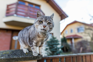 Closeup portrait of cat on fence blurred house background