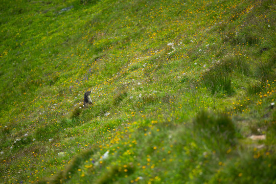 Mamrot in colorful flower field in Alpen mountains