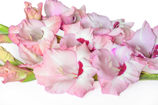 Fototapeta Bouquet of gentle pink gladiolus flowers close up, isolated on a white background