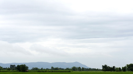 Beautiful landscape Green rice field In front of the mountain in sky with white clouds on background, Copy Space, Panorama view.