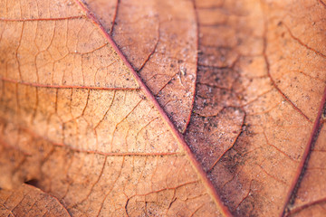 Dry leaf macro. 