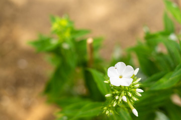 Fototapeta na wymiar Grelles Weiß in einer Blüte