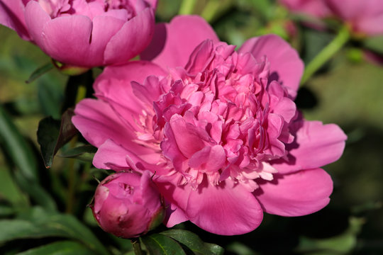 Close-up of pink peony (paeony) flower in the spring garden