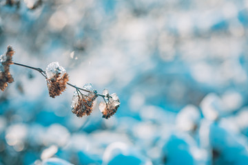 Beautiful winter closeup, details of winter nature and blurred background