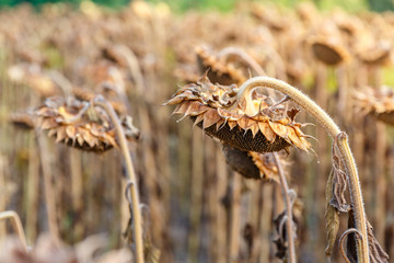Close up view of ripened sunflowers ready for harvesting on a field