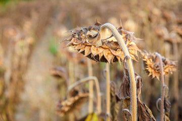 Close up view of ripened sunflowers ready for harvesting on a field