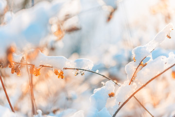 Beautiful winter nature. Soft warm sunlight against snowy bushes 