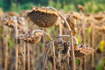 Close up view of ripened sunflowers ready for harvesting on a field