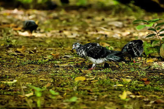Pigeons are feeding on the ground.