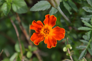 オレンジ色に黄色の縁取りが鮮やかな花びら5枚の花（フレンチマリーゴールド）