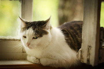 tom country male cat on wooden log house porch
