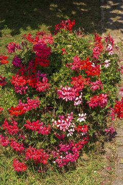 &ccedil;i&ccedil;ekler