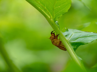 Shell of cicada with blur background