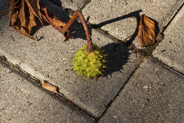 green chestnut fallen on the road