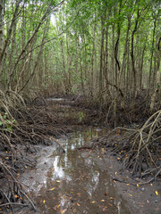 Mangrove forest at Kung Krabean, Chantraburi