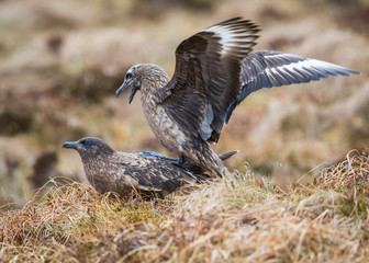 Fun in the countryside