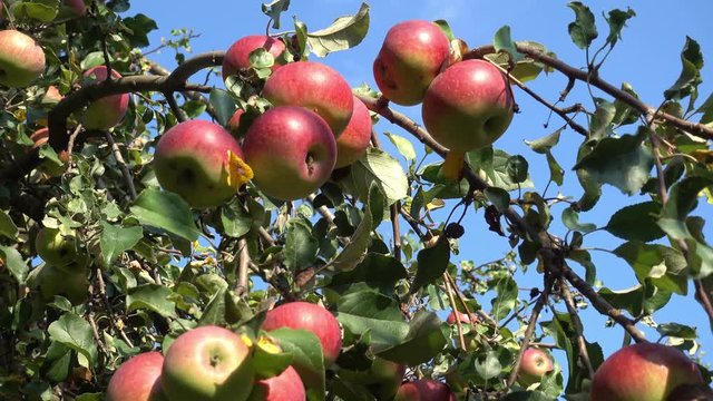 Large Red apples on branches of apple tree against the blue sky, close-up