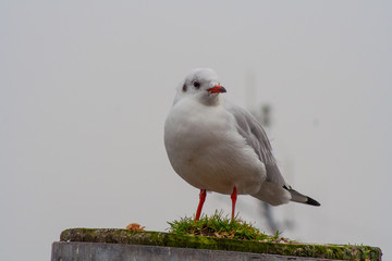 Möwe, Seemöwe, Lachmöwe  im Hamburger Hafen 
