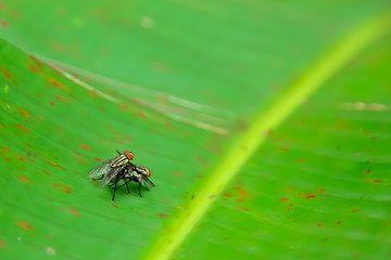 Fly is on the leaf.