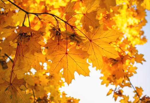 Beautiful yellow and red colorful autumn maple leaves