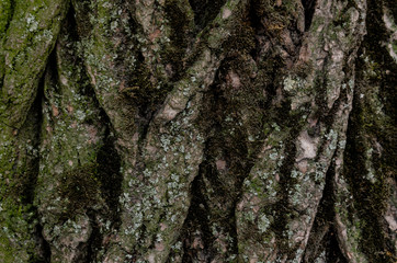 Tree bark texture background. abstract nature concept