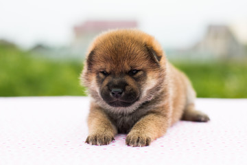 Close-up Portrait of serious and lovely two weeks old puppy breed shiba inu lying on the table