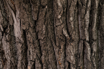 Tree bark texture background. abstract nature concept