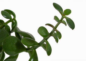Geld Baum