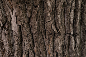 Tree bark texture background. abstract nature concept
