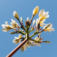 frangipani flowers, Plumeria is a genus of flowering plants in the dogbane family - 220936625