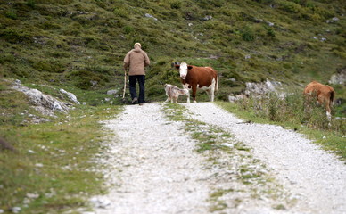 Begegnung in den Bergen.Mann mit Hütehund auf einem Schotterweg im Gebirge trifft auf eine Kuh