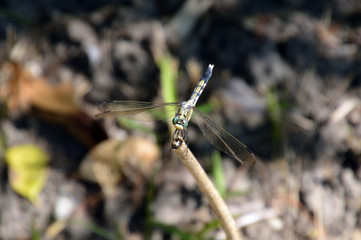 翅を下ろして休憩しているシオカラトンボのメス