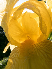 yellow iris, Iridaceae - 220936856