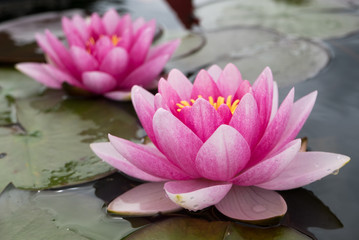 lotus flower, aquatic plant in the family Nelumbonaceae - 220936876