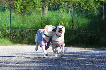 ラブラドール　ドッグラン