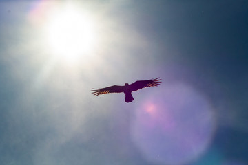 Rabe fliegt an der Sonne vorbei mit Flügeln und gespreitztem Federkleid