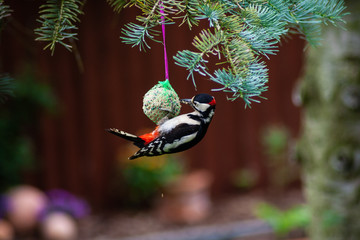 Buntspecht frist an einem Meisenknödel