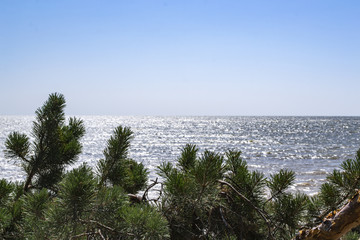 A pine tree against a seascape background.