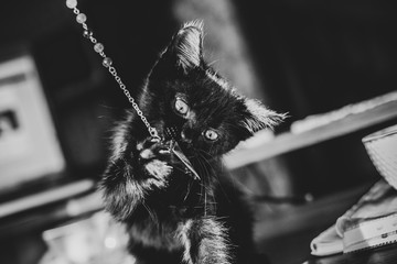 Portrait of a beautiful black kitty at home. Life of pets. Animals and human 