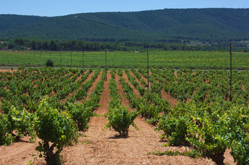 Fototapeta na wymiar A beautiful landscape of green vineyard fields