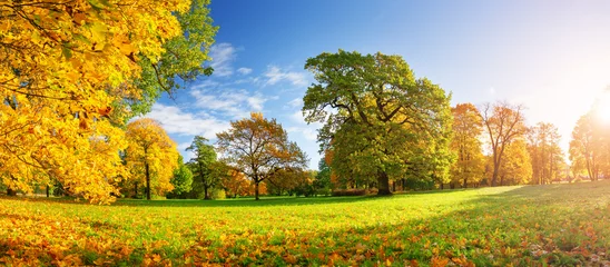 Fototapete Bäume Bäume mit bunten Blättern im Park