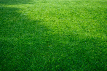 Green grass, lawn texture