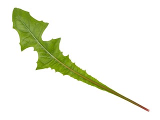 Green dandelion leaf