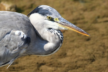 Grey heron close up