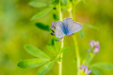 Beautiful bright blue butterfly, Polyommatus icarus, sitting on vetch upside down, blurry green grass and purple flower backround, close up