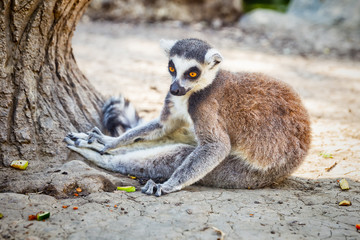 Ring-tailed Lemur 'Lemur Catta' in safari-park, Krasnodar, Russia