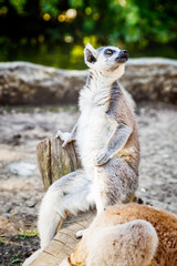 Ring-tailed Lemur 'Lemur Catta' in safari-park, Krasnodar, Russia