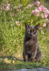 Wild black cat with different eyes close up. Cat with green and yellow eye