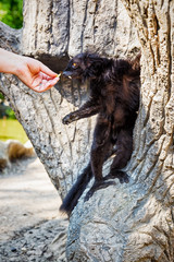 BlackLemur 'Eulemur macaco' feeding in safari-park, Krasnodar, Russia
